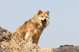 CHIEN FINNOIS DE LAPONIE 129